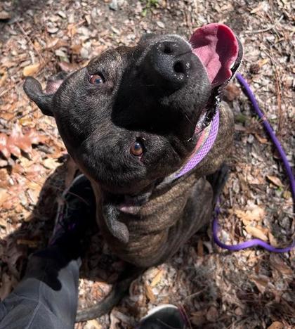 Enlarge Nigel, a Adoptable mixed breed in Savannah, GA image 1/1