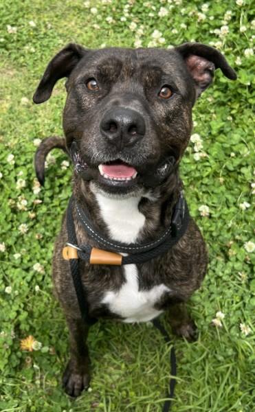 Enlarge Nigel, a Adoptable mixed breed in Savannah, GA image 2/3