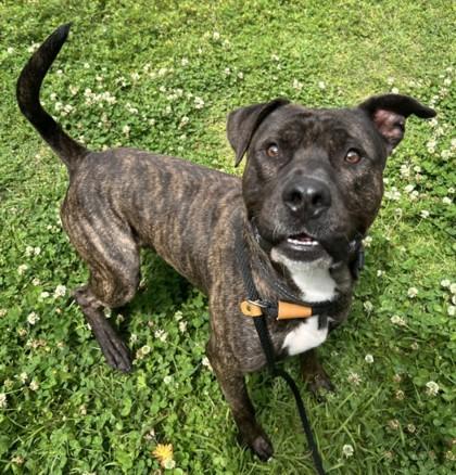 Enlarge Nigel, a Adoptable mixed breed in Savannah, GA image 3/3