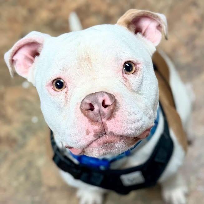 Enlarge Creed, a Adoptable mixed breed in Brunswick, ME image 1/4