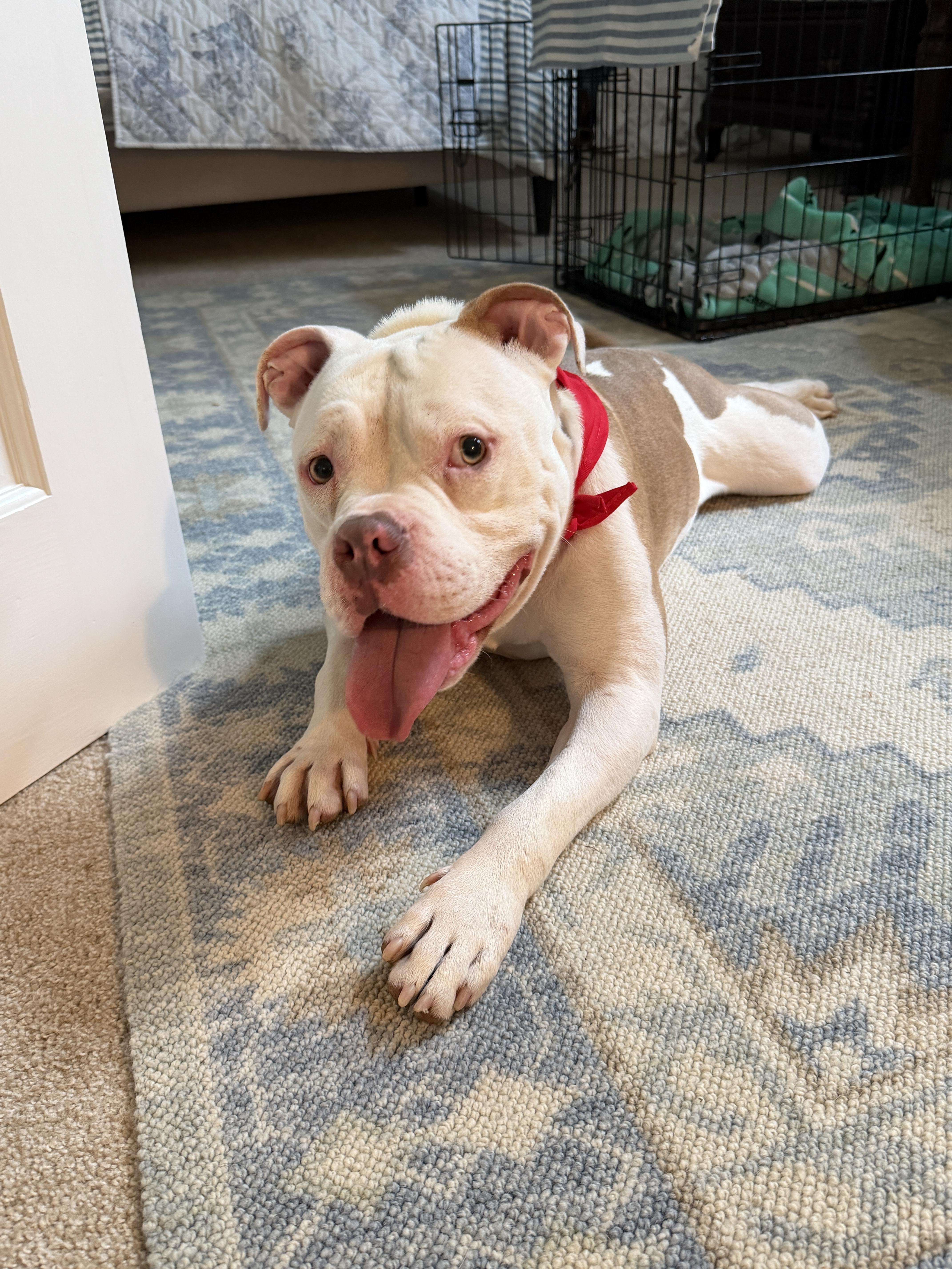 Enlarge Creed, a Adoptable mixed breed in Brunswick, ME image 3/4