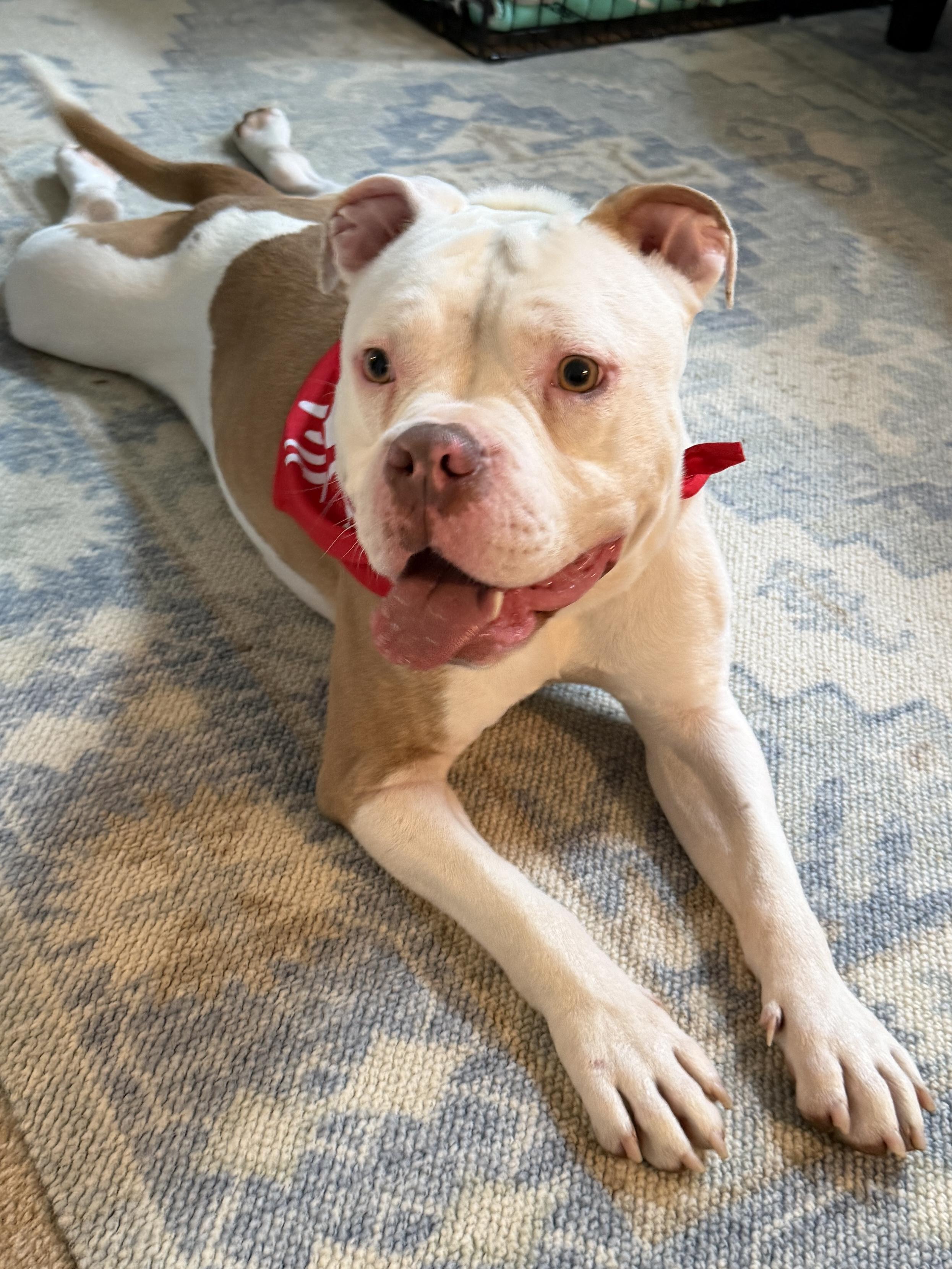 Enlarge Creed, a Adoptable mixed breed in Brunswick, ME image 2/4