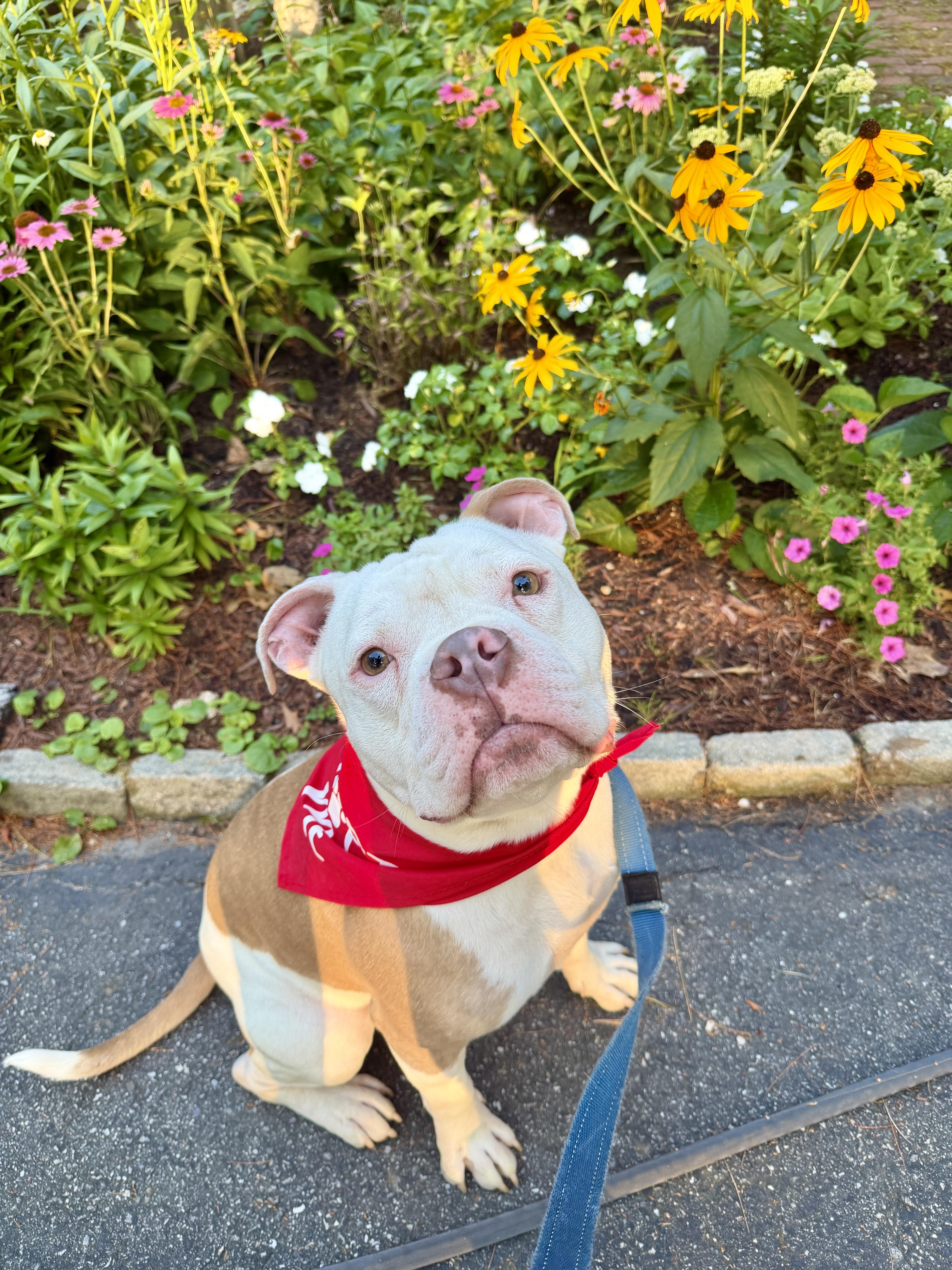 Enlarge Creed, a Adoptable mixed breed in Brunswick, ME image 4/4