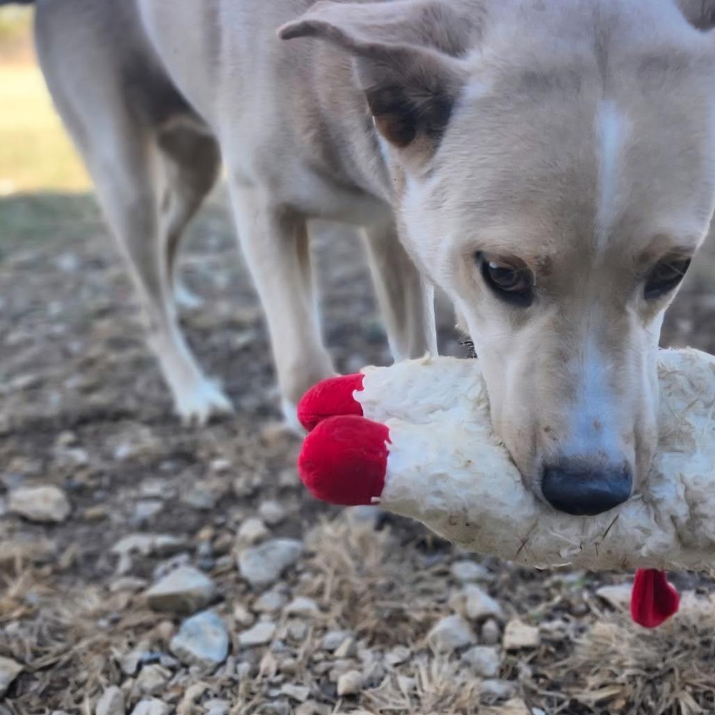 Enlarge McNugget, a other mixed breed in Graham, TX image 1/3