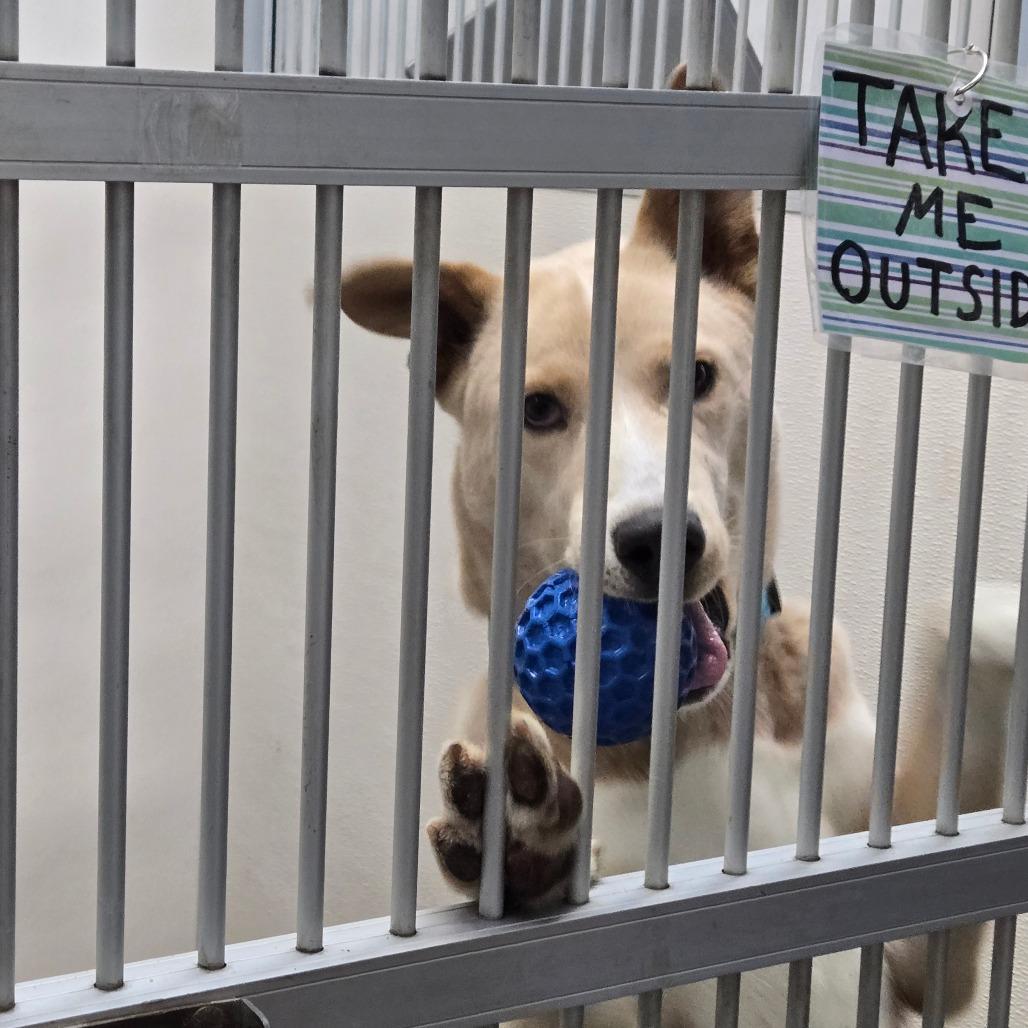 Enlarge McNugget, a other mixed breed in Graham, TX image 2/3