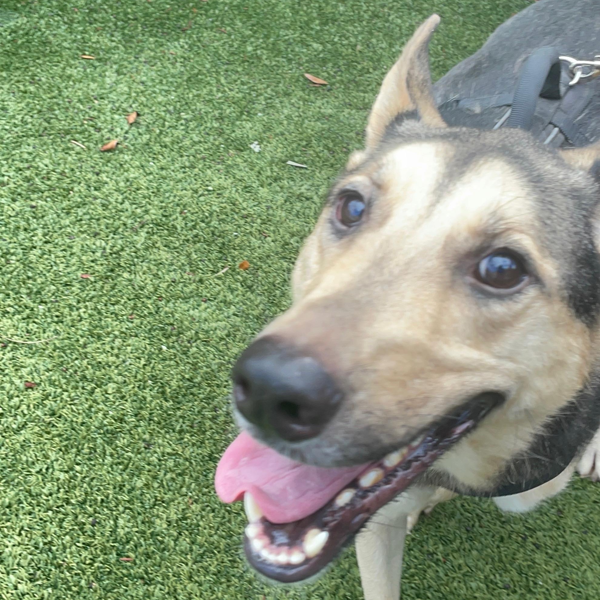 Enlarge Scruffs, a Adoptable mixed breed in West Palm Beach, FL image 6/6