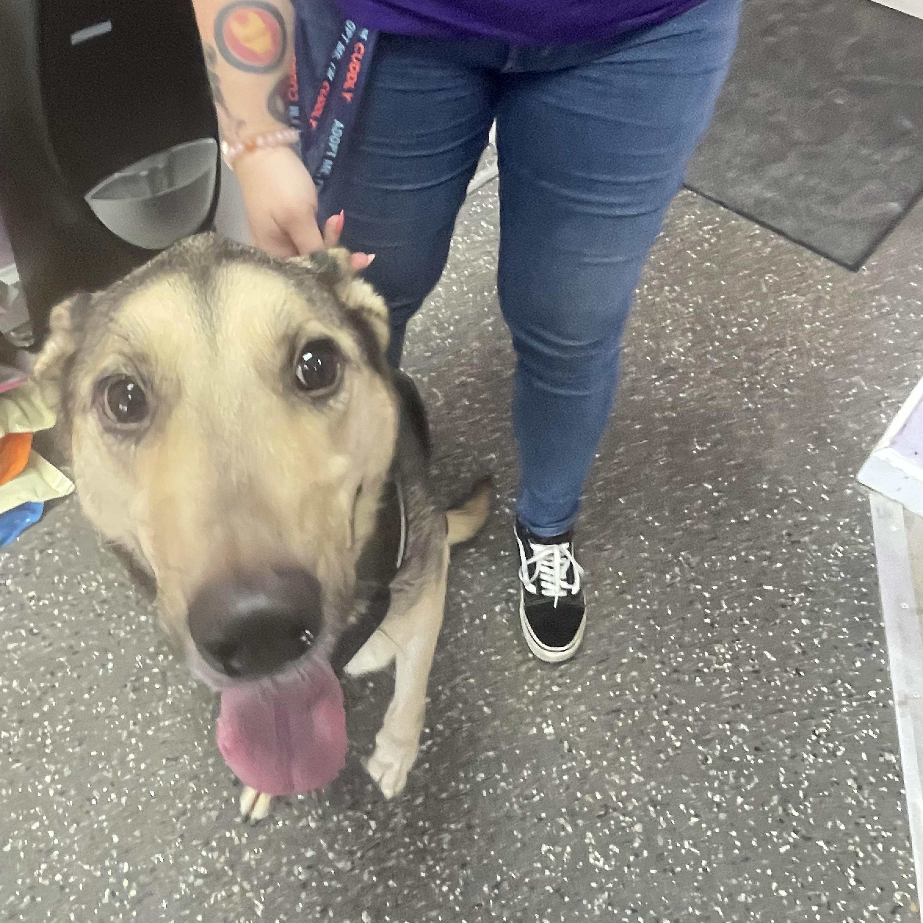 Enlarge Scruffs, a Adoptable mixed breed in West Palm Beach, FL image 5/6