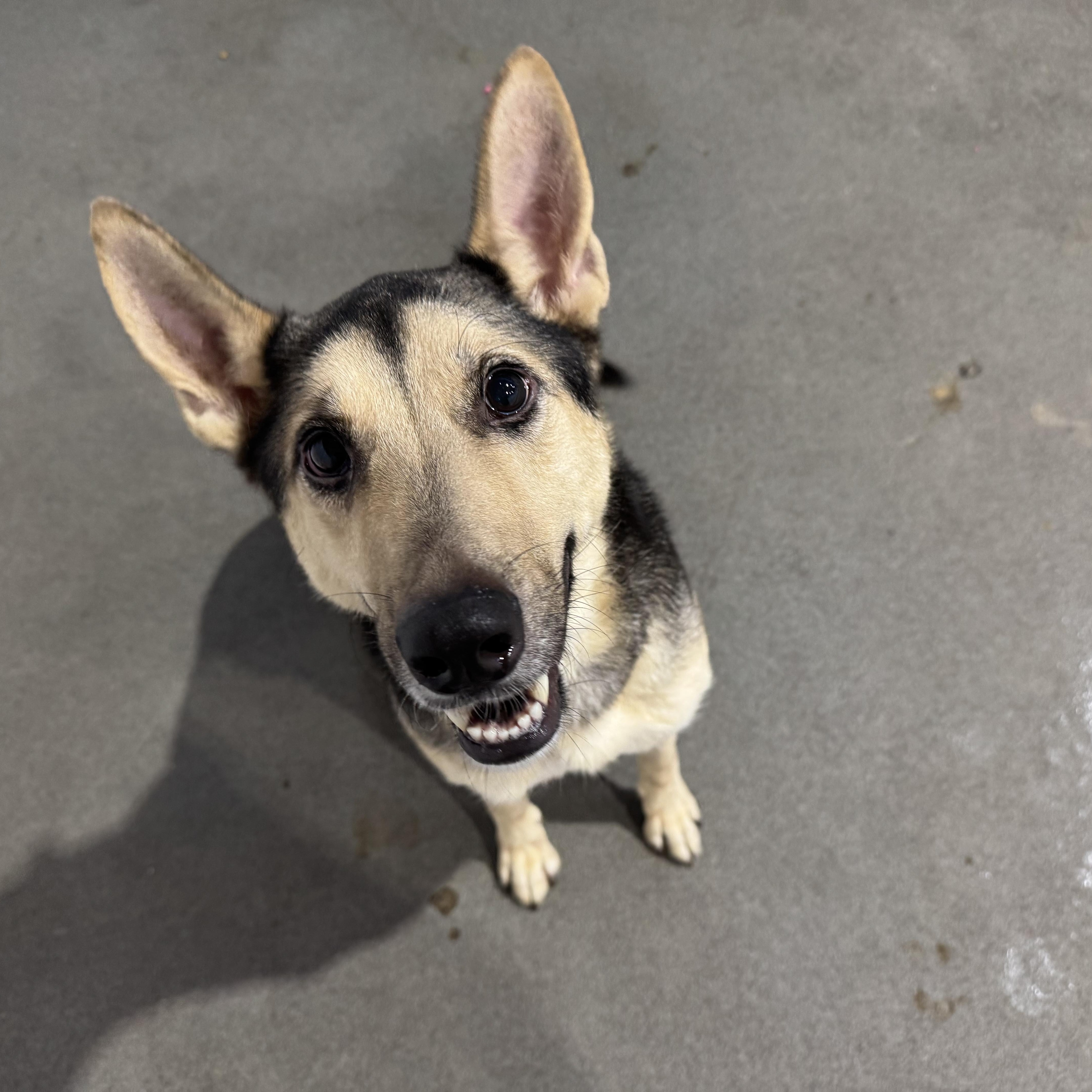 Enlarge Scruffs, a Adoptable mixed breed in West Palm Beach, FL image 3/6