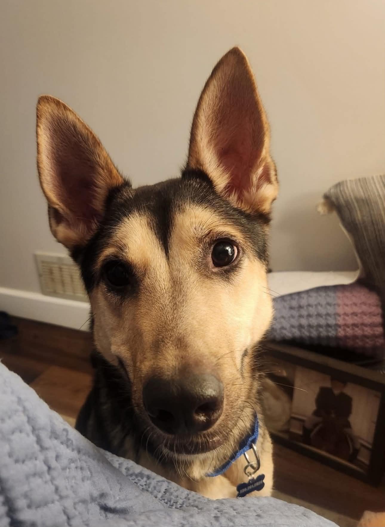 Enlarge Scruffs, a ADOPTABLE mixed breed in Stuart, FL image 1/1