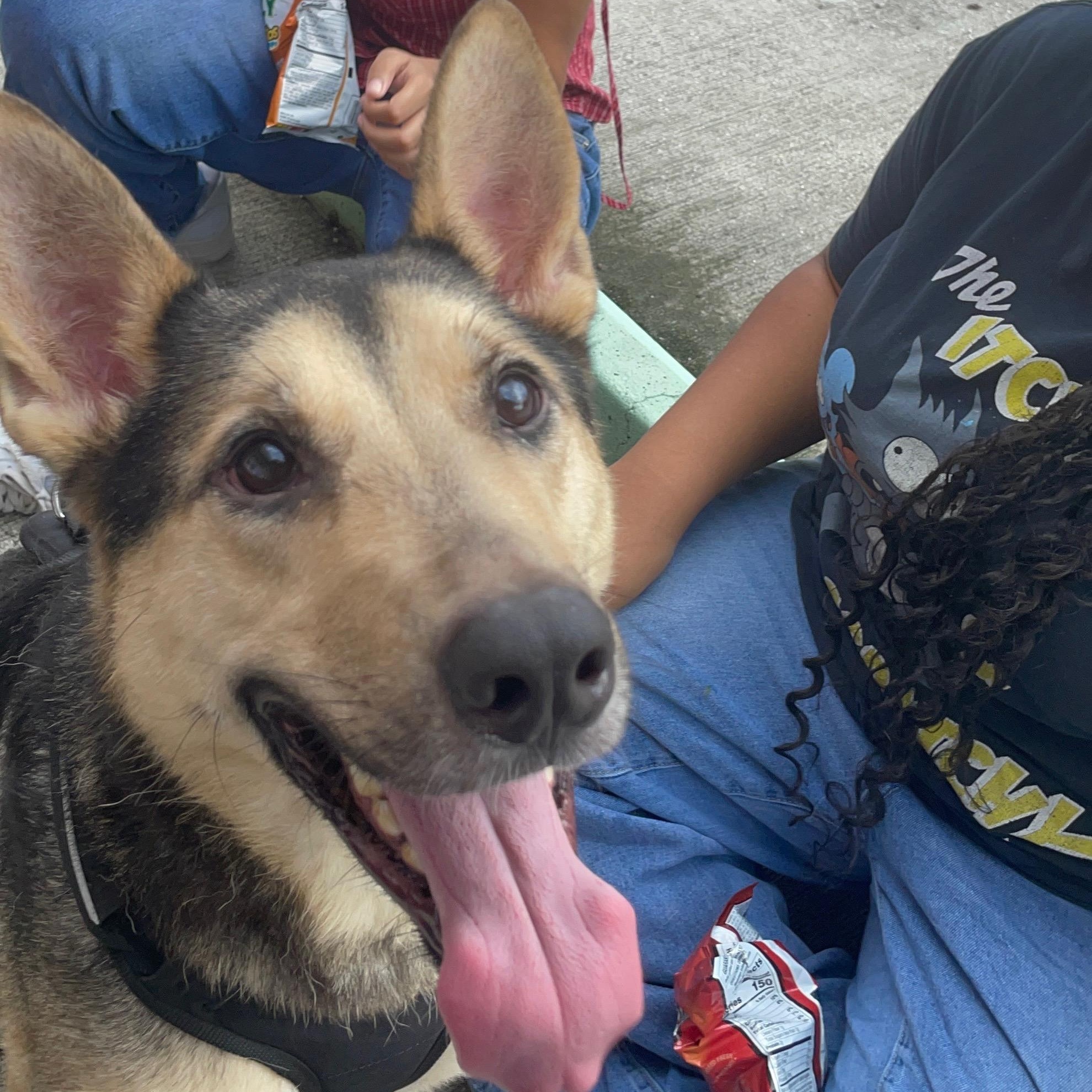 Enlarge Scruffs, a Adoptable mixed breed in West Palm Beach, FL image 4/6
