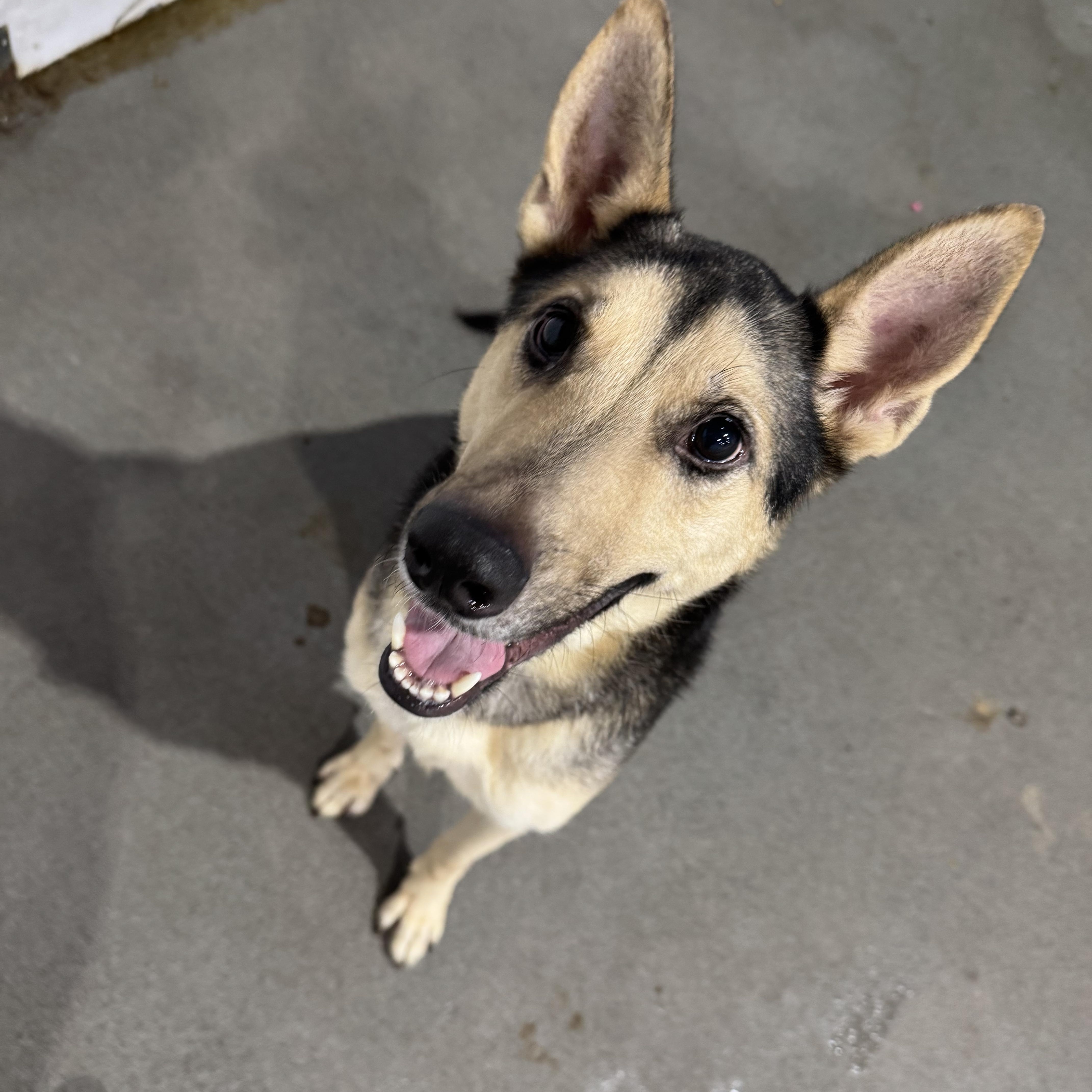 Scruffs, Adoptable, Young Male German Shepherd Dog.