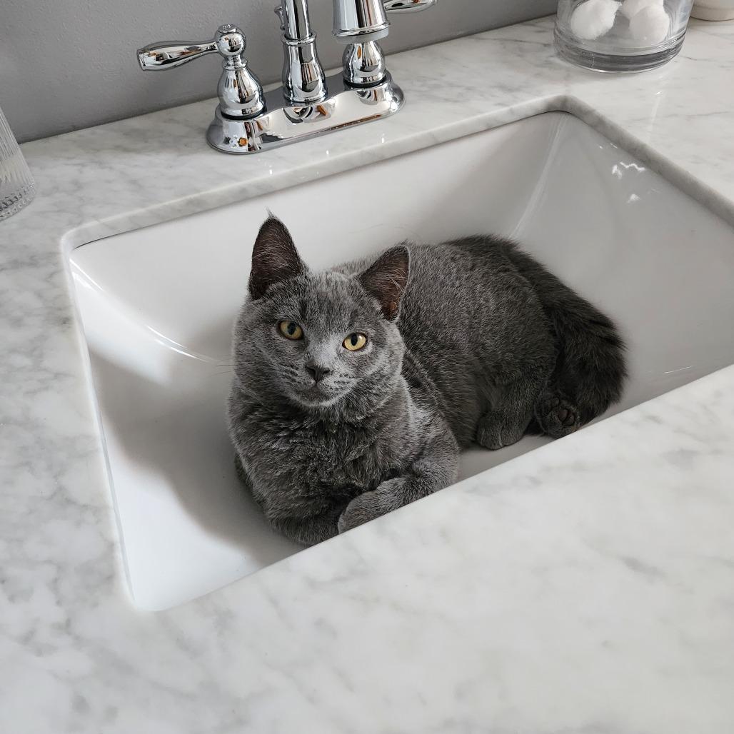 Enlarge Beatrice, a Adoptable Domestic Short Hair in St. Louis, MO image 1/6