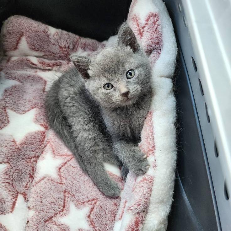 Enlarge Beatrice, a Adoptable Domestic Short Hair in St. Louis, MO image 2/6