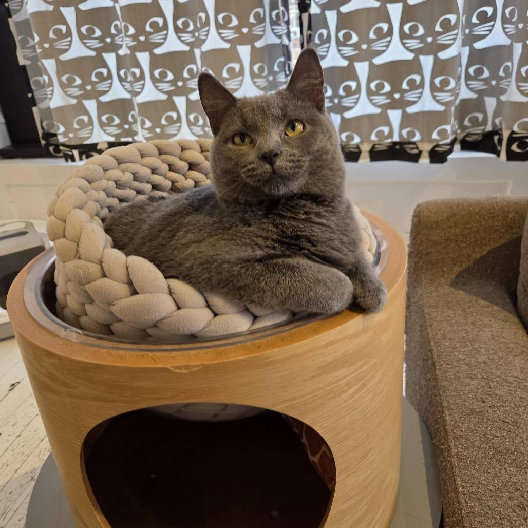 Enlarge Beatrice, a Adoptable Domestic Short Hair in St. Louis, MO image 3/6