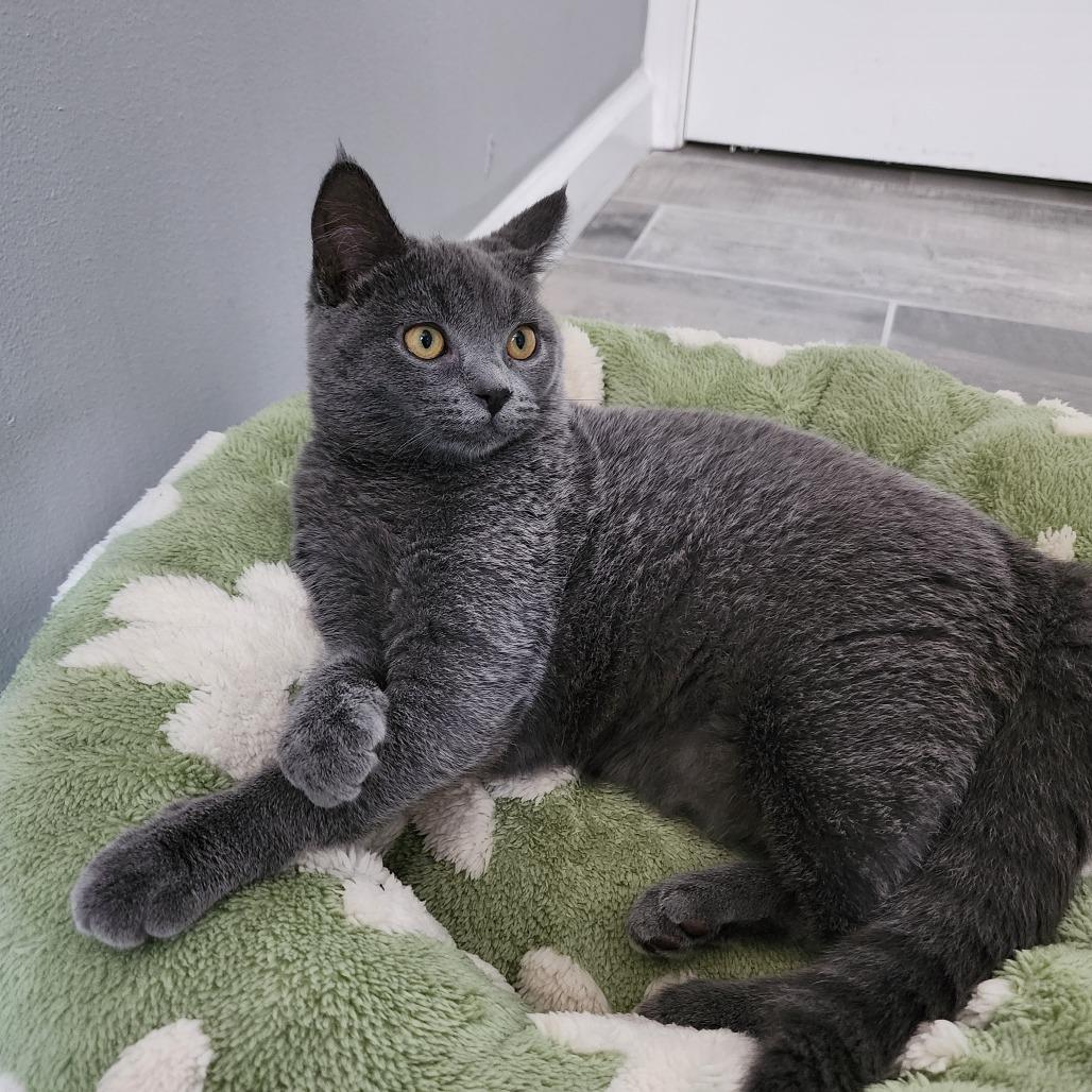 Enlarge Beatrice, a Adoptable Domestic Short Hair in St. Louis, MO image 4/6