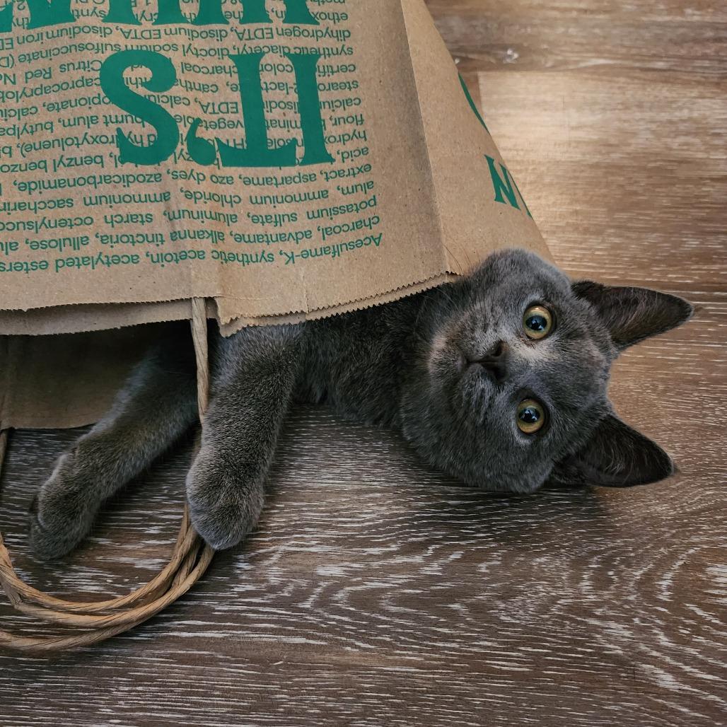 Enlarge Beatrice, a Adoptable Domestic Short Hair in St. Louis, MO image 6/6