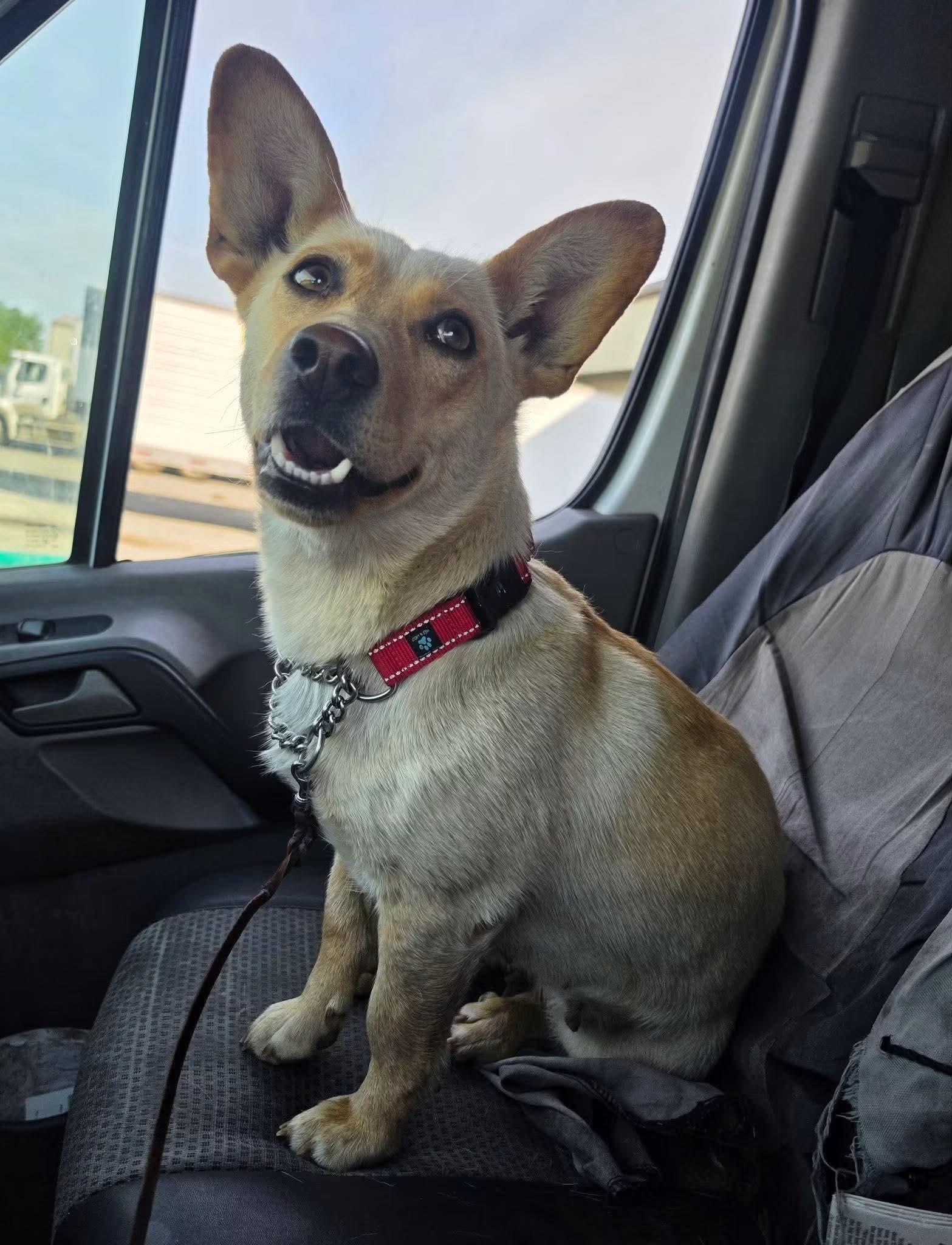 Enlarge Beaut, a Adoptable mixed breed in Anchorage, AK image 1/2