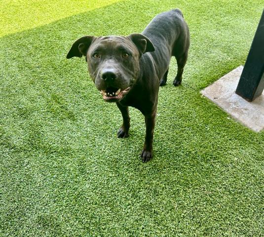 HOPE, Adoptable, Adult Female Labrador Retriever & Mixed Breed.