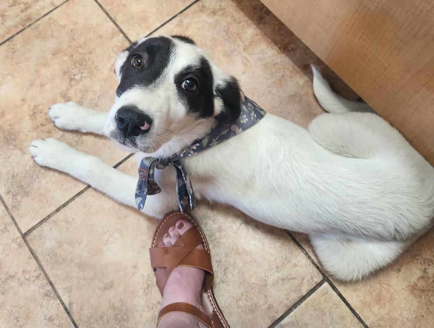 Java Chip Oreo thumbnail 5