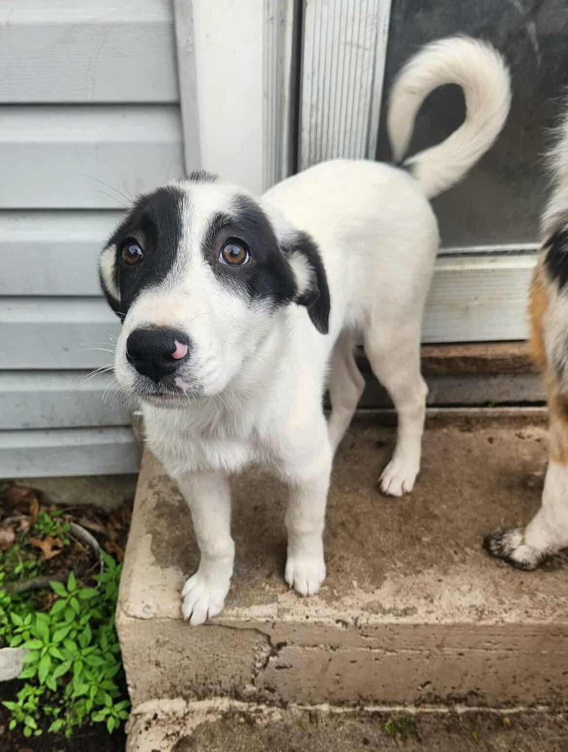 Java Chip Oreo thumbnail 2