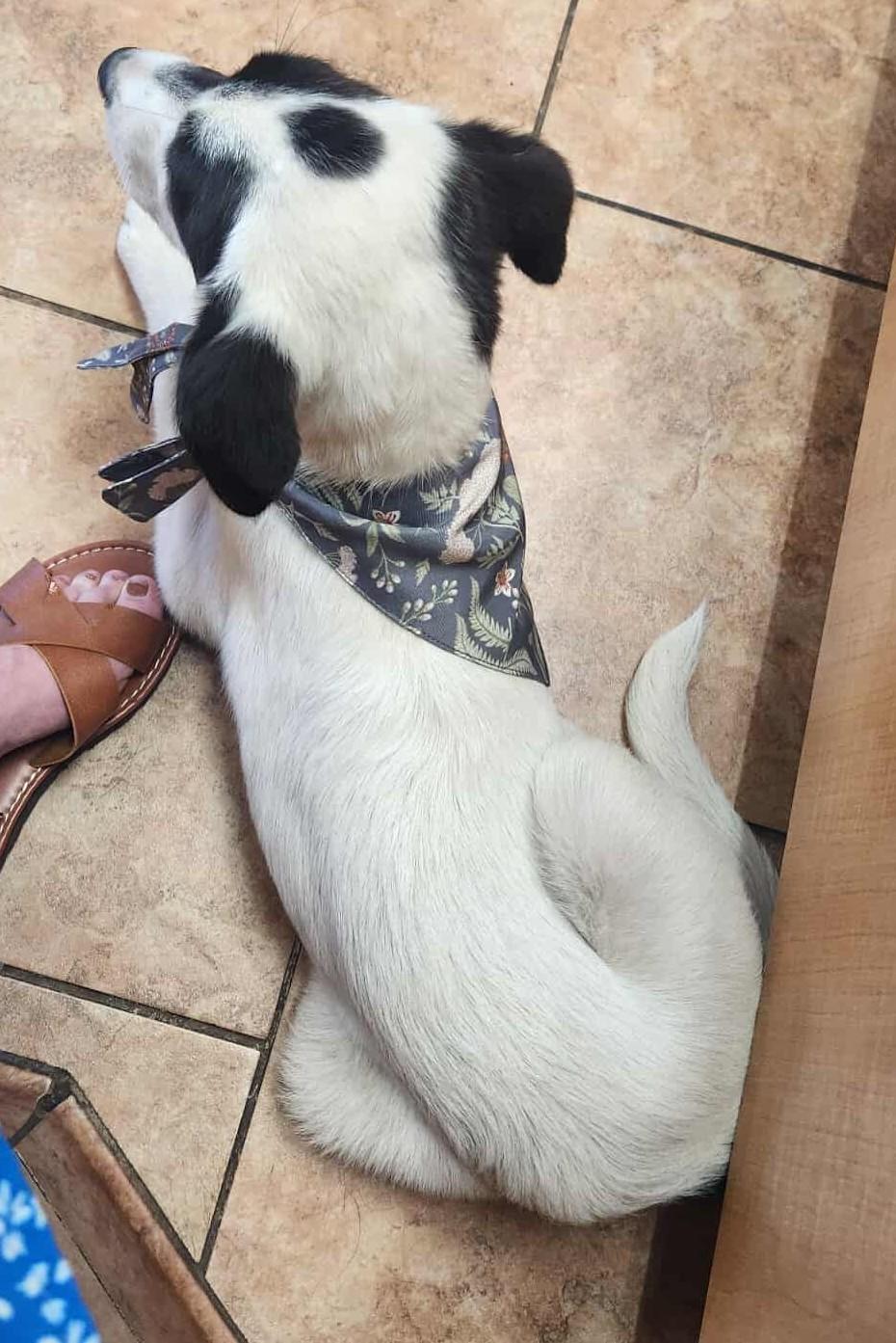 Java Chip Oreo thumbnail 6