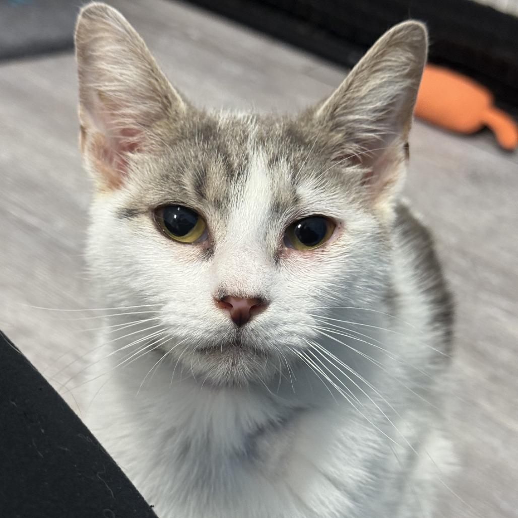 Okra, Adoptable, Young Female Domestic Medium Hair.