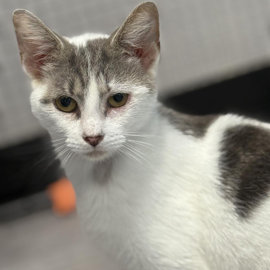 Enlarge Okra, a Adoptable Domestic Medium Hair in Ridgely, MD image 2/6