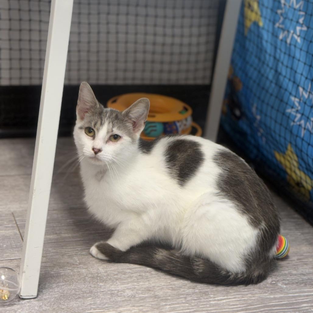 Enlarge Okra, a Adoptable Domestic Medium Hair in Ridgely, MD image 3/6