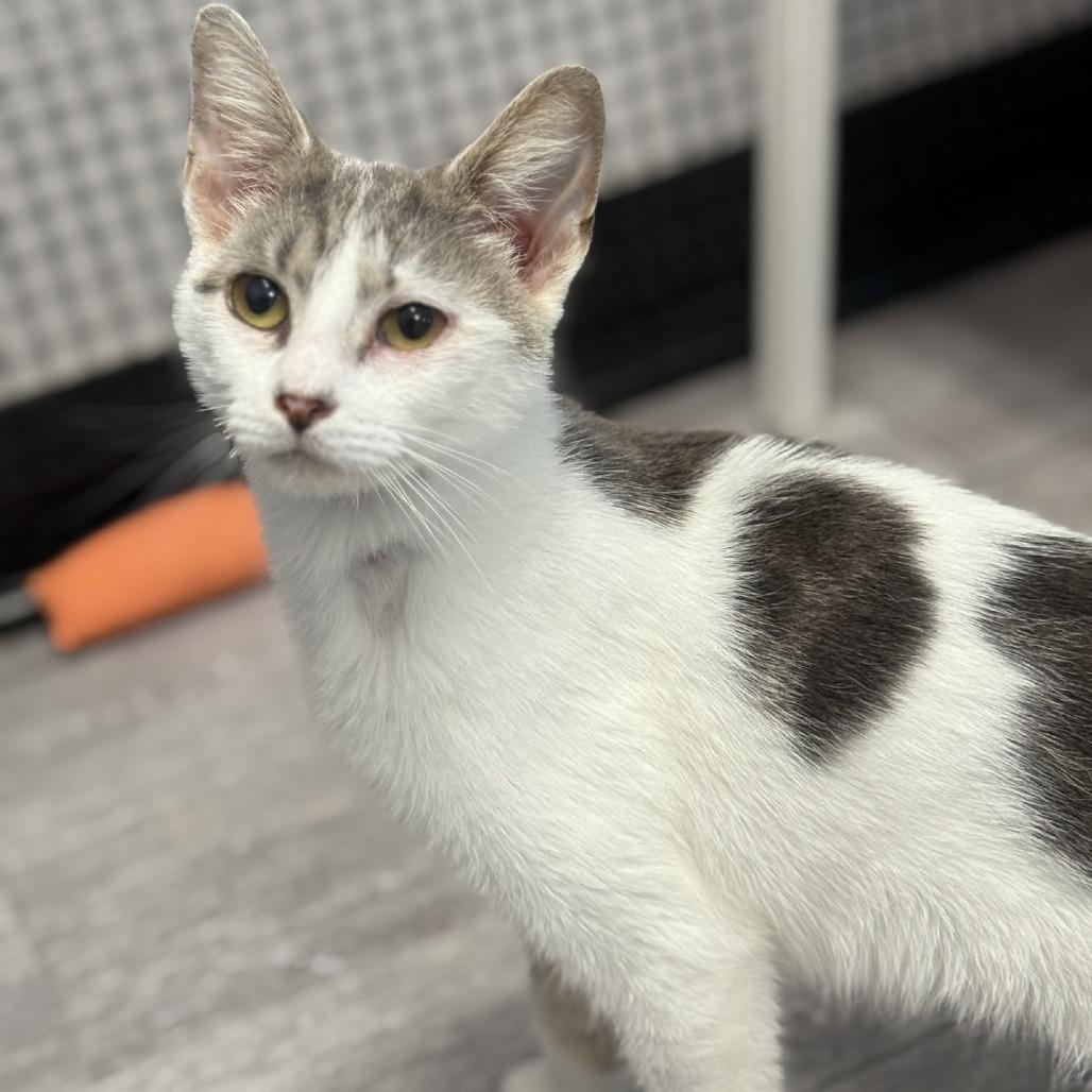 Enlarge Okra, a Adoptable Domestic Medium Hair in Ridgely, MD image 4/6