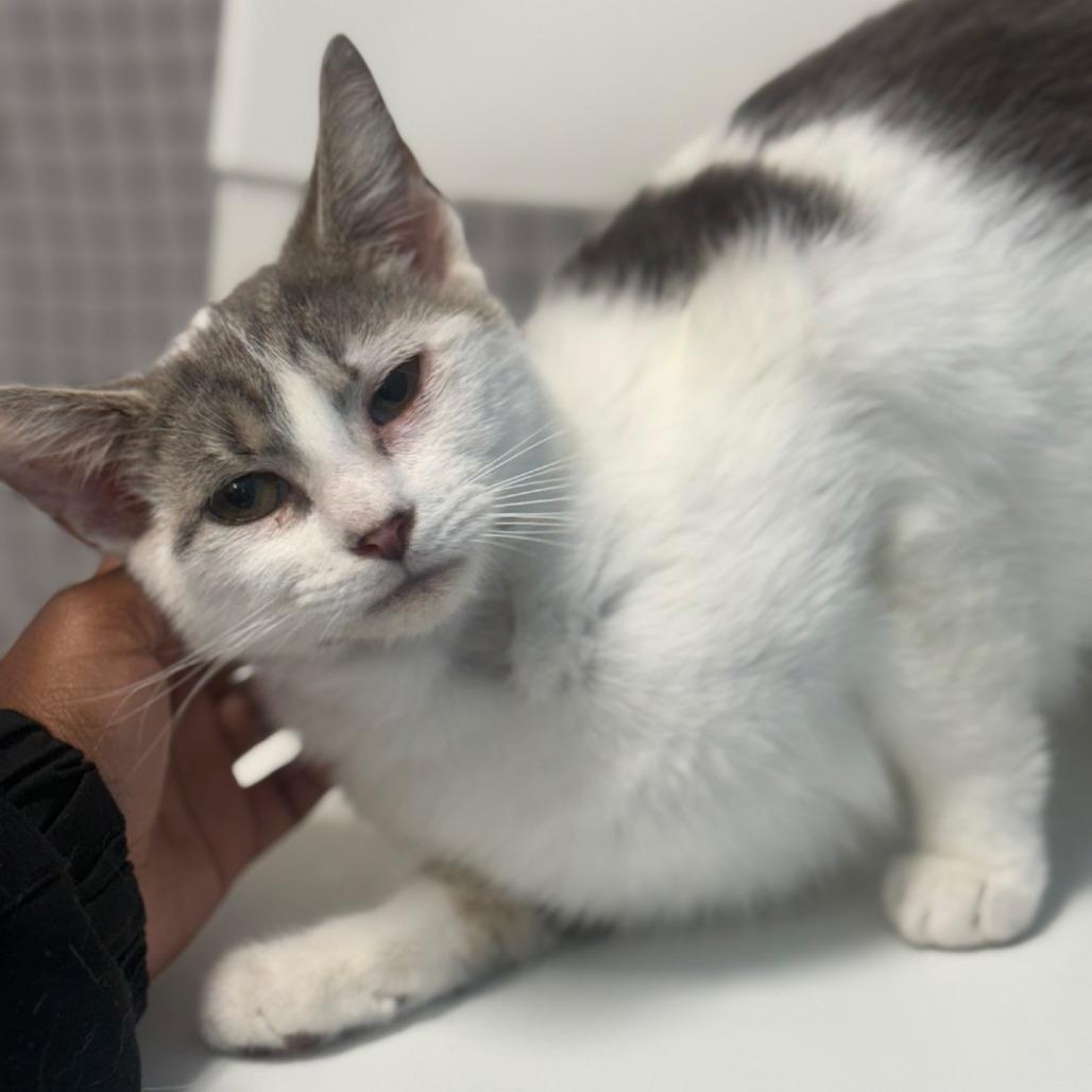 Enlarge Okra, a Adoptable Domestic Medium Hair in Ridgely, MD image 5/6