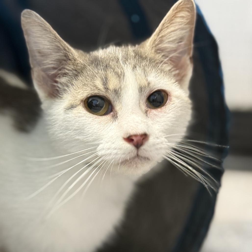 Enlarge Okra, a Adoptable Domestic Medium Hair in Ridgely, MD image 6/6