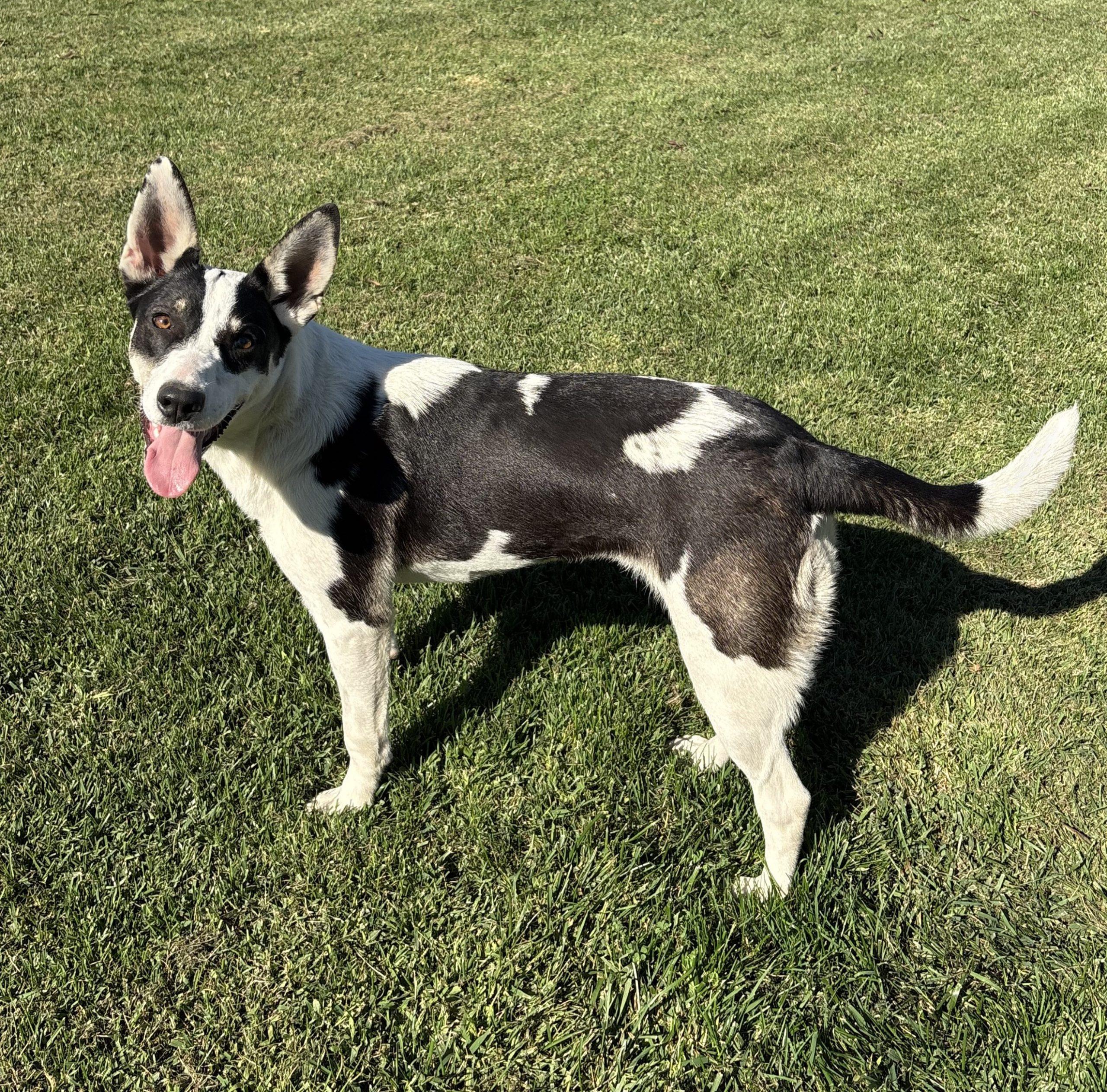 Sienna, Adoptable, Young Female Cattle Dog & Mixed Breed.
