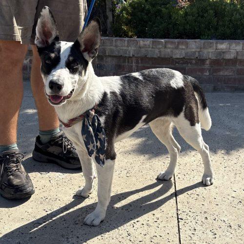 Sienna, Adoptable, Young Female Cattle Dog & Mixed Breed.