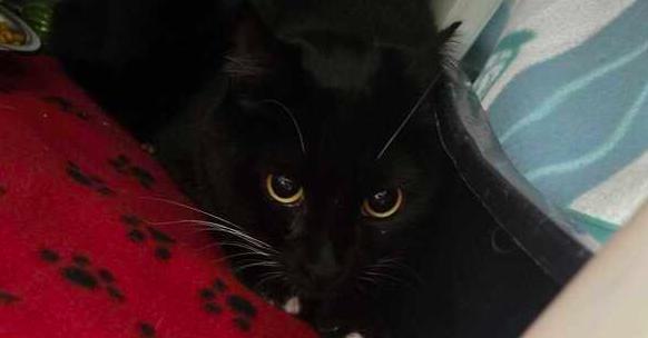 Enlarge Lobster, a Adoptable mixed breed in Bowling Green, OH image 1/2