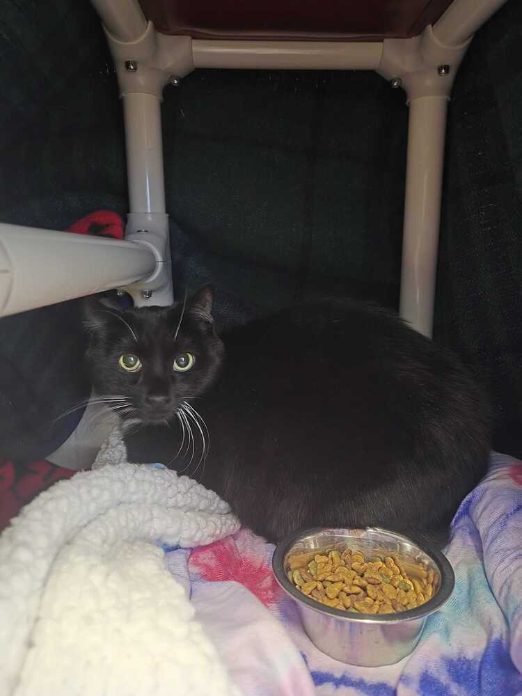 Enlarge Lobster, a Adoptable mixed breed in Bowling Green, OH image 2/2