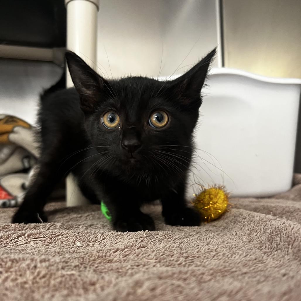 Biffy, Adoptable, Young Male Domestic Short Hair.