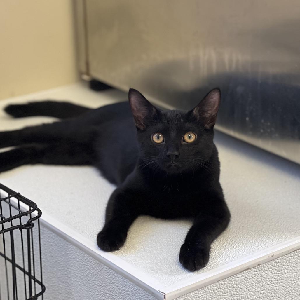 Enlarge Biffy, a Adoptable Domestic Short Hair in Harrisville, WV image 2/2