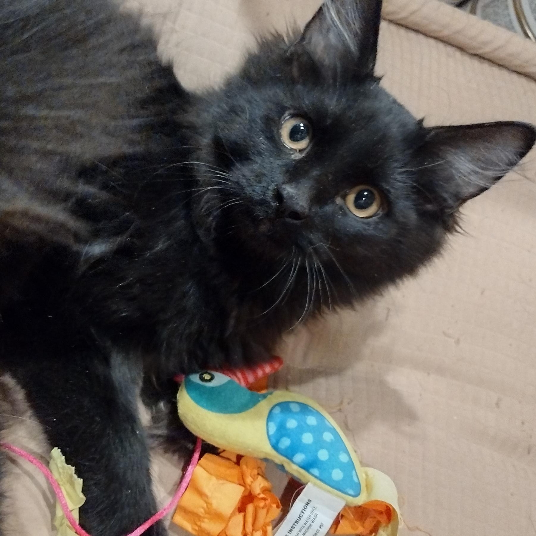 Echo, an adopted mixed breed in Syracuse, NY image 1/3