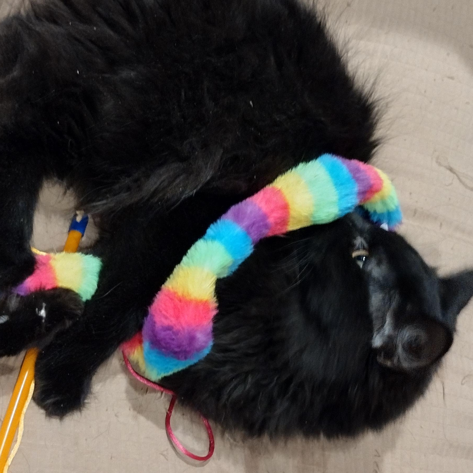 Echo, an adopted mixed breed in Syracuse, NY image 2/3