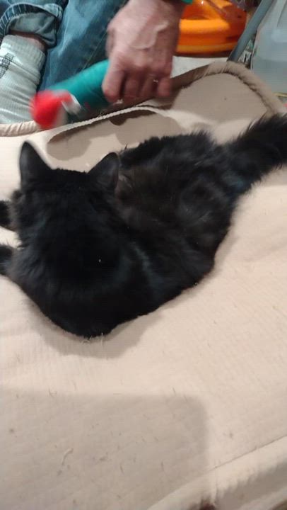 Enlarge Echo, an adopted mixed breed in Syracuse, NY video 3/3