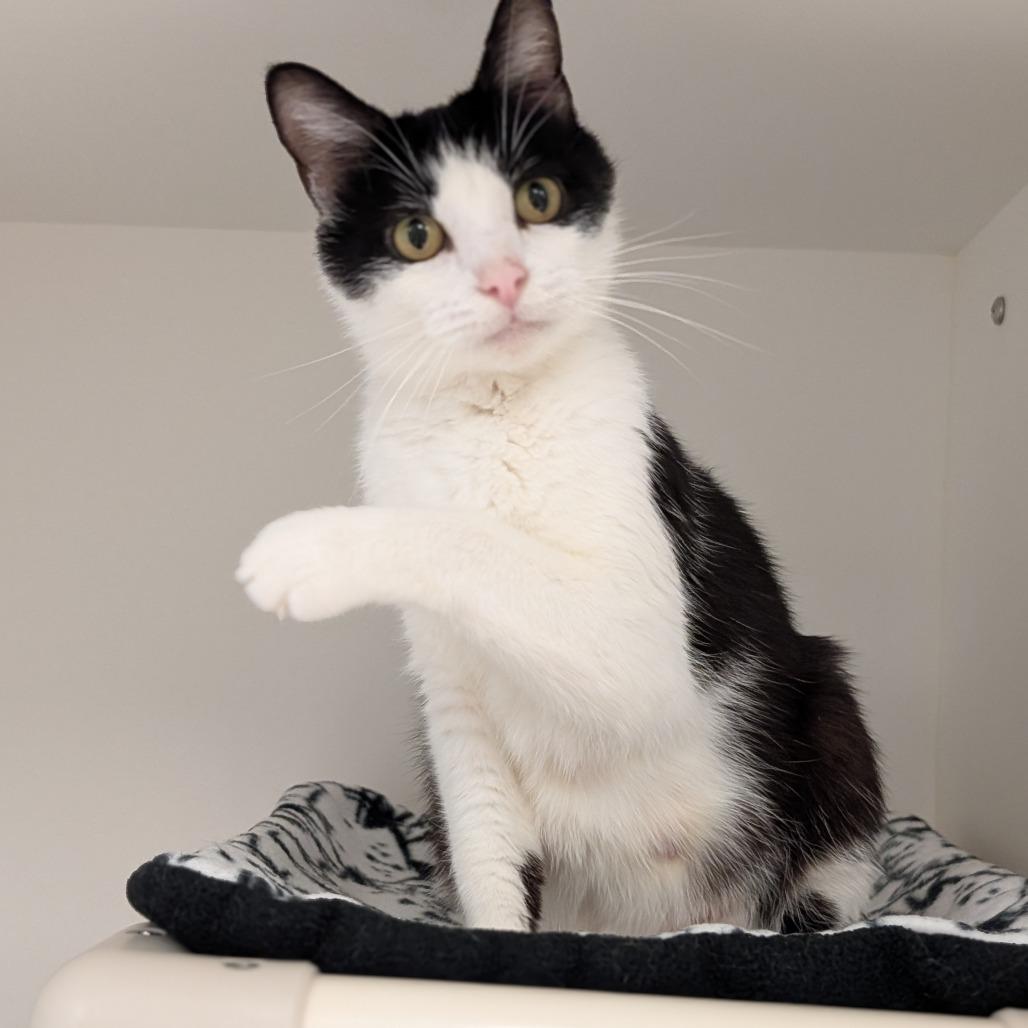 Enlarge Rorschach, a Adoptable Domestic Short Hair in Toledo, OH image 1/6