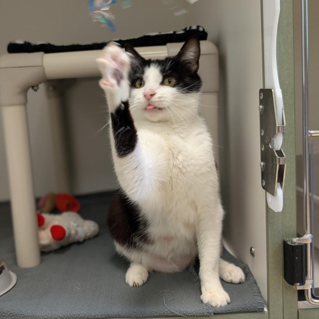 Enlarge Rorschach, a Adoptable Domestic Short Hair in Toledo, OH image 2/6