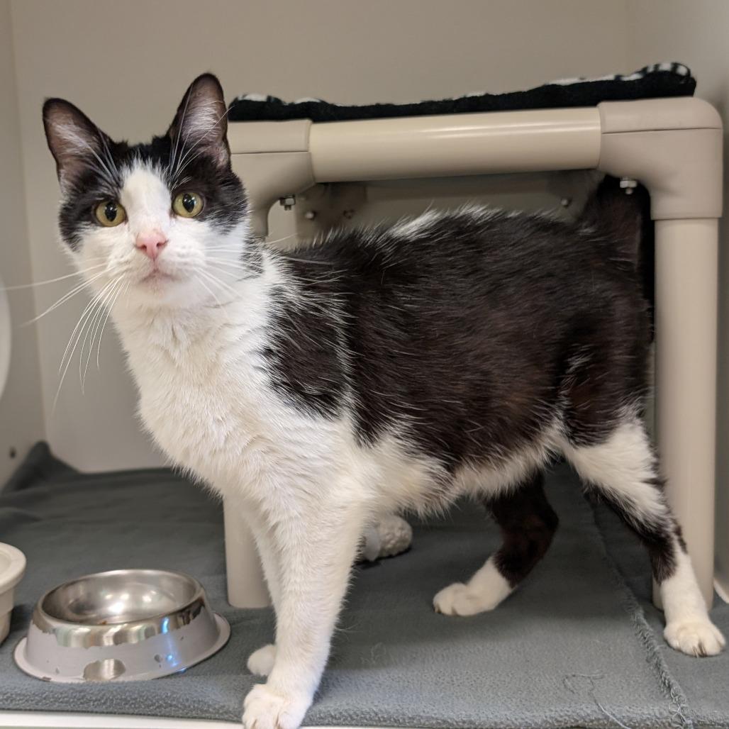 Enlarge Rorschach, a Adoptable Domestic Short Hair in Toledo, OH image 3/6