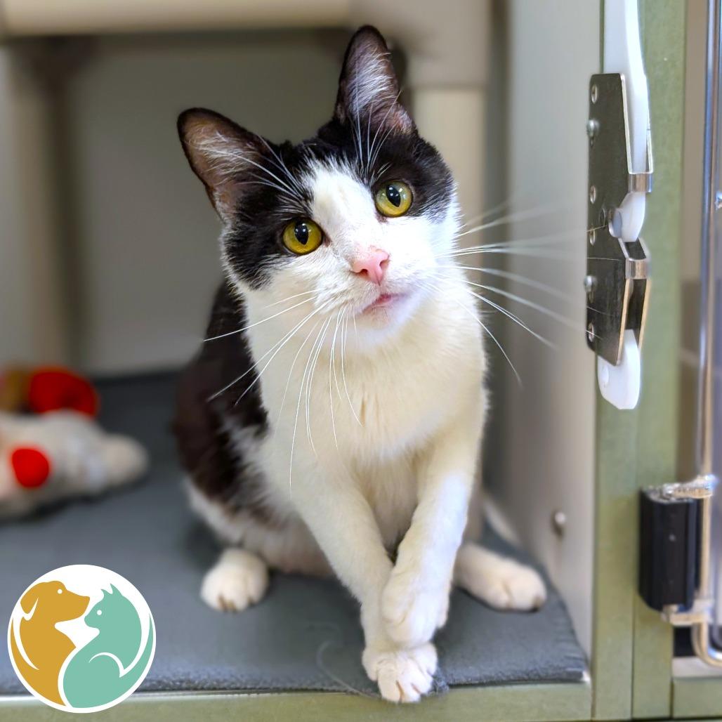 Enlarge Rorschach, a Adoptable Domestic Short Hair in Toledo, OH image 1/1
