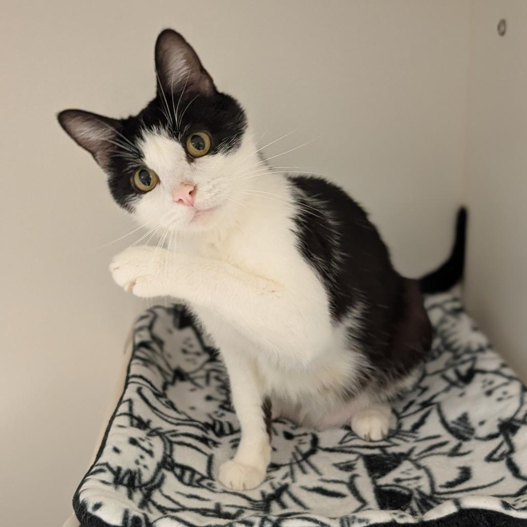 Enlarge Rorschach, a Adoptable Domestic Short Hair in Toledo, OH image 5/6