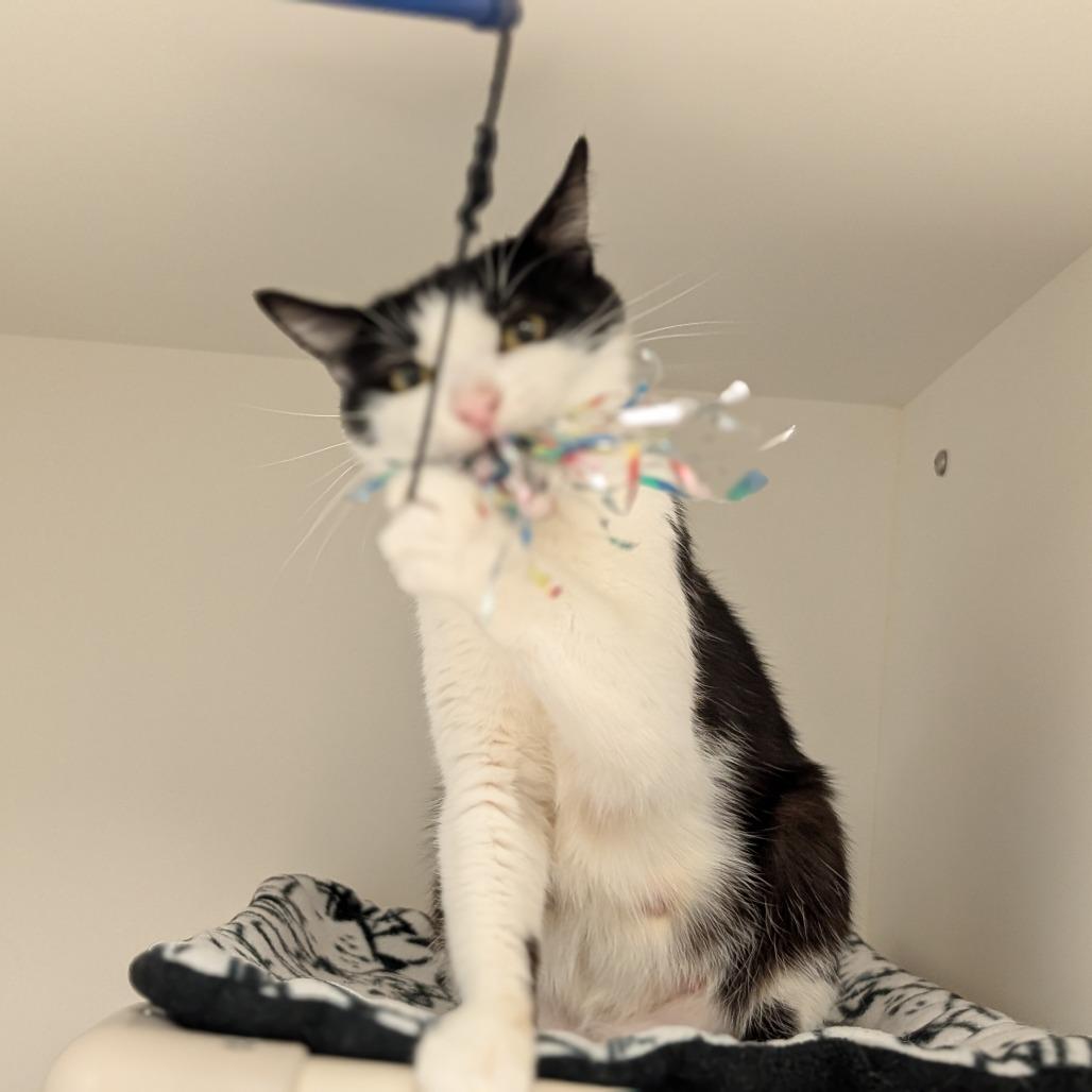 Enlarge Rorschach, a Adoptable Domestic Short Hair in Toledo, OH image 6/6