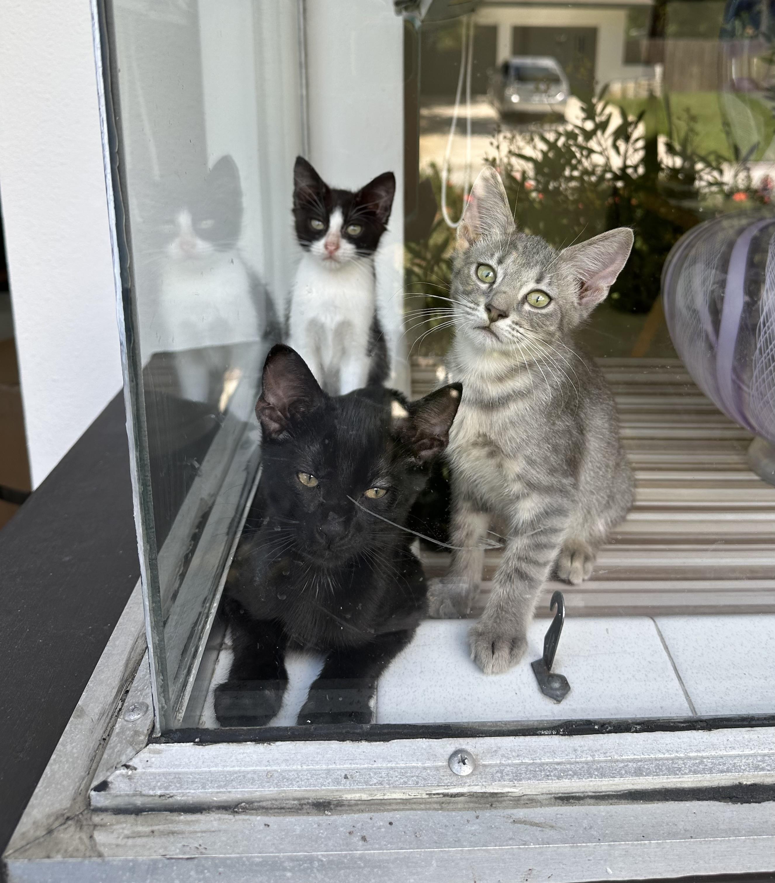 Enlarge Fluffernutter, a Adopted Domestic Short Hair in St Petersburg, FL image 1/6