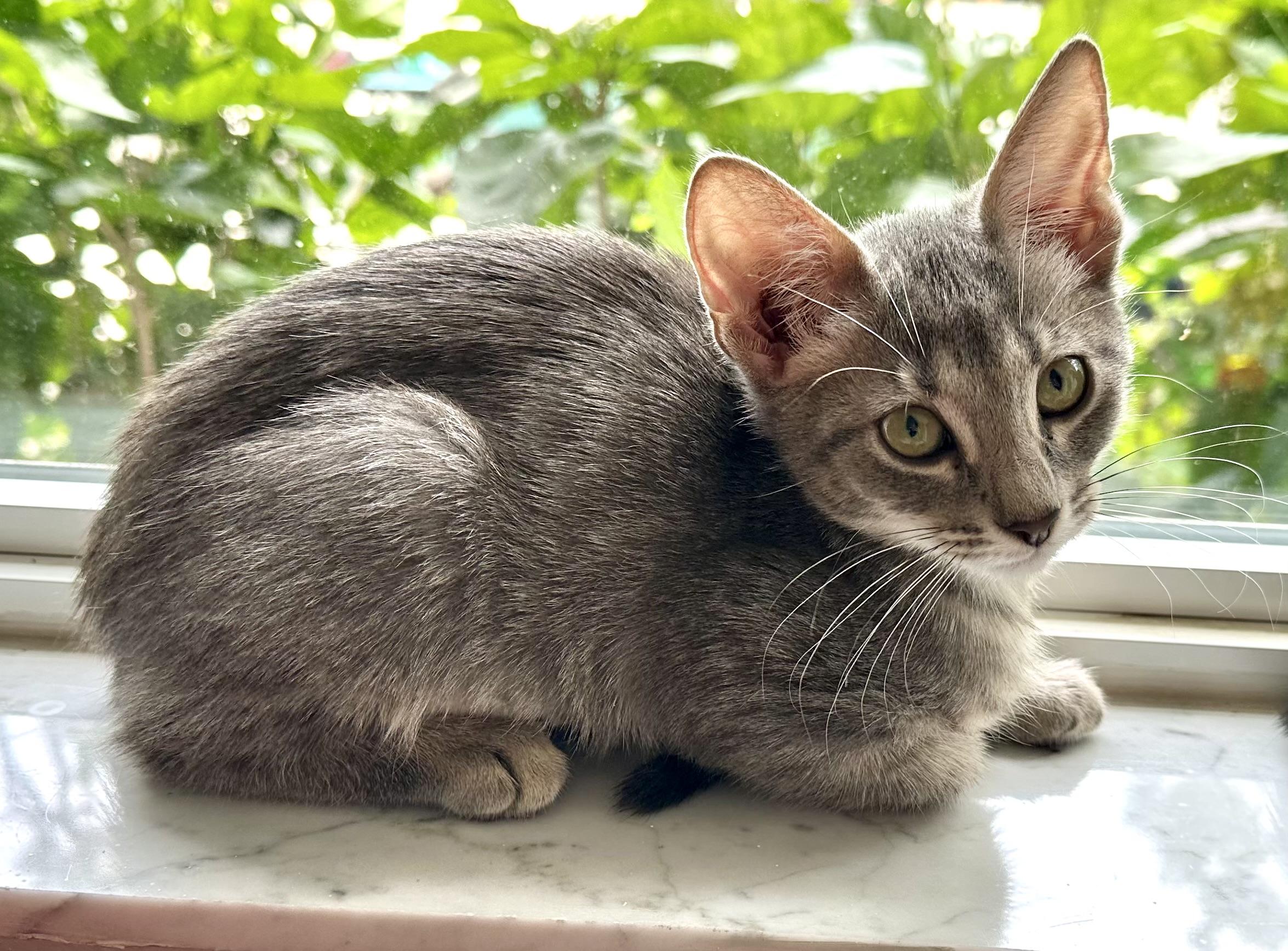 Enlarge Fluffernutter, a Adopted Domestic Short Hair in St Petersburg, FL image 2/6