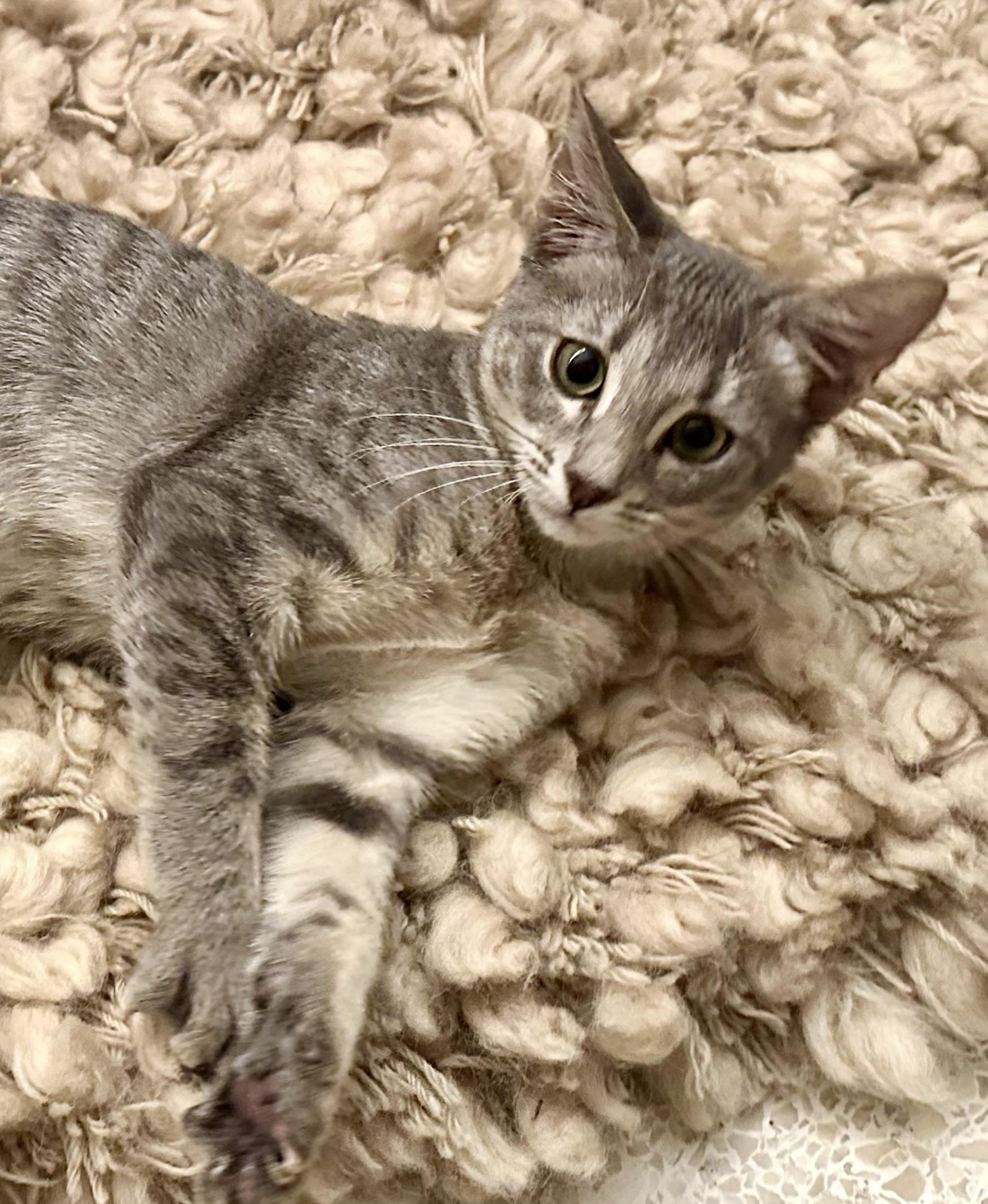 Enlarge Fluffernutter, a Adopted Domestic Short Hair in St Petersburg, FL image 3/6