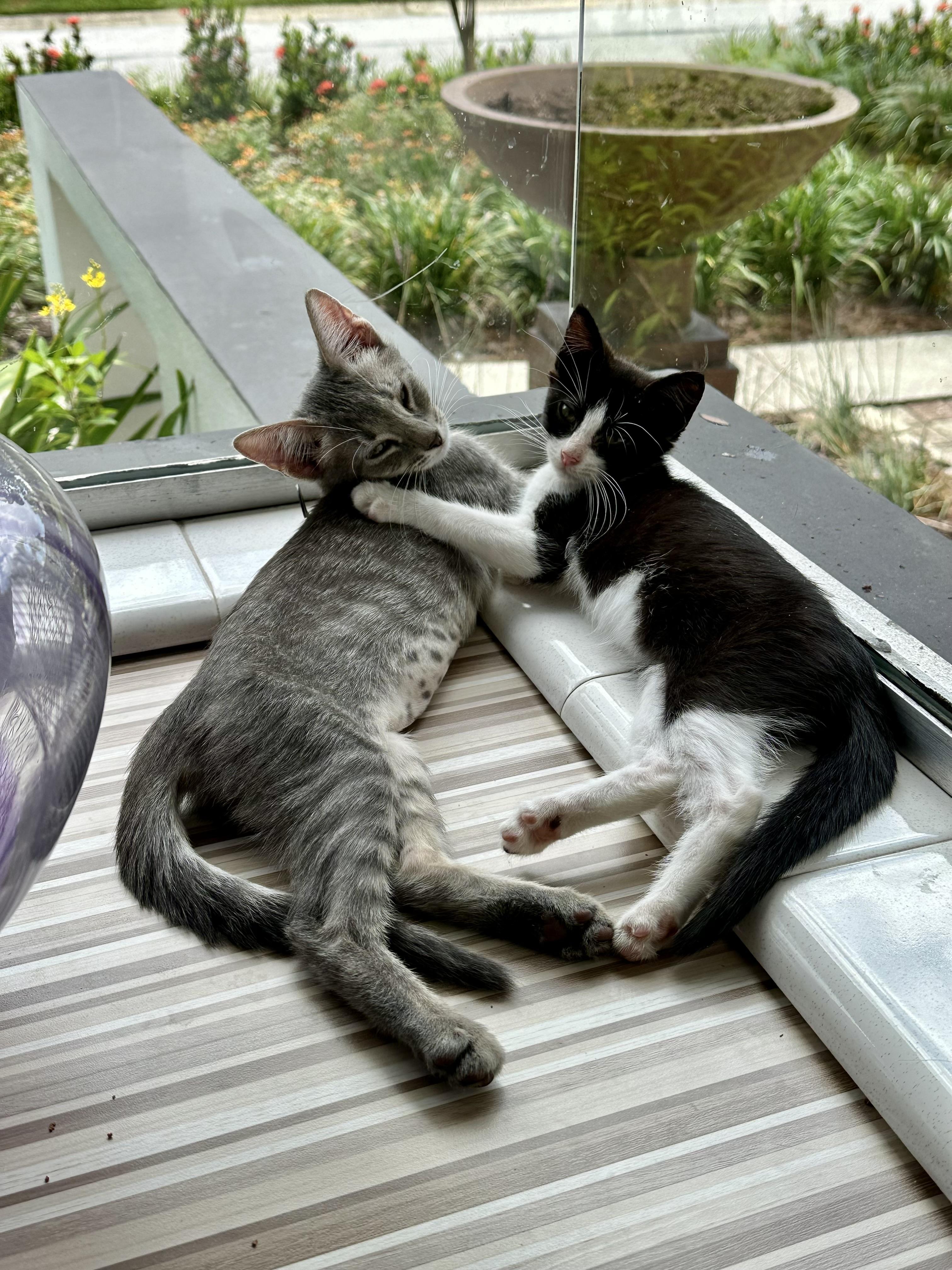 Enlarge Fluffernutter, a Adopted Domestic Short Hair in St Petersburg, FL image 4/6